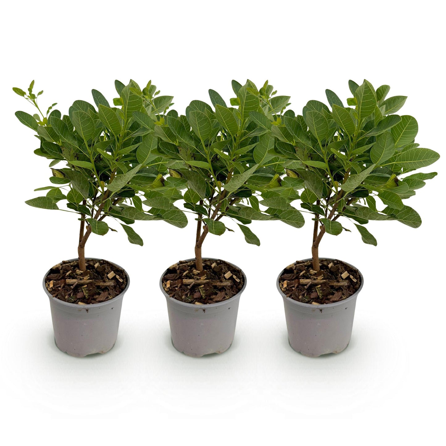 GreenboutiQ - Gartenpflanze - Cotinus coggyria Young Lady - Grün 3 Pflanzen - Laubabwerfend - Wenig Pflege - Topf 12cm Höhe 35cm