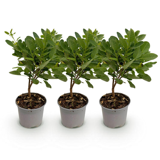 GreenboutiQ - Gartenpflanze - Cotinus coggyria Young Lady - Grün 3 Pflanzen - Laubabwerfend - Wenig Pflege - Topf 12cm Höhe 35cm