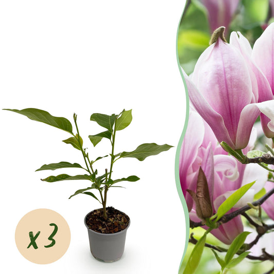 GreenboutiQ - Gartenpflanze - Magnolia George Henry Kern - Blüte Rosa - 3 Pflanzen - Laubabwerfend - Wenig Pflege - Topf 12cm Höhe 30cm