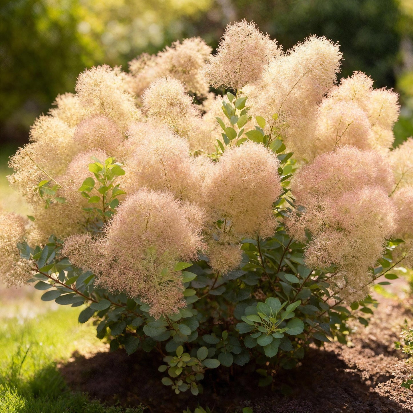 GreenboutiQ - Gartenpflanze - Cotinus coggyria Young Lady - Grün 1 Pflanze - Laubabwerfend - Wenig Pflege - Topf 12cm Höhe 35cm