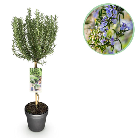 GreenboutiQ - Stamm Pflanze - Rosmarinus officinalis - Terrassen Pflanze - Immergrün - Winterhart - Lila Blüte - Topf 19cm Höhe 90cm