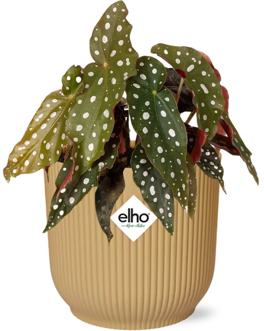 Easter - Begonia Maculata + ELHO Vibes Fold 14cm geel