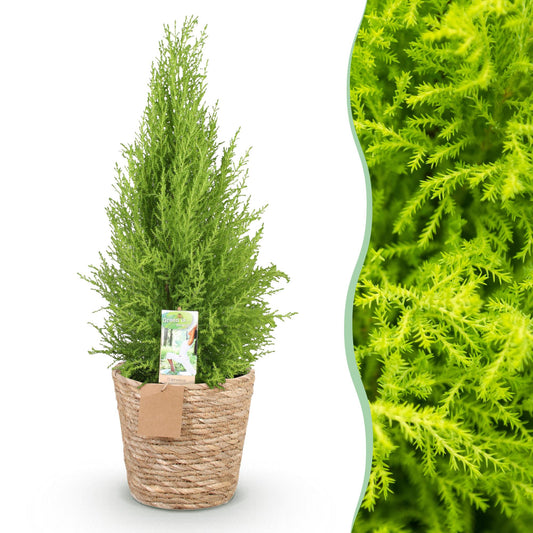 Green boutiQ - Zimmerpflanzen - Cupressus Gold Crest Wilma - Zimmerkonifere - Wenig Pflege - mit Korb - Grün - 1 Pflanze - Topf 21cm - Höhe 85-95cm