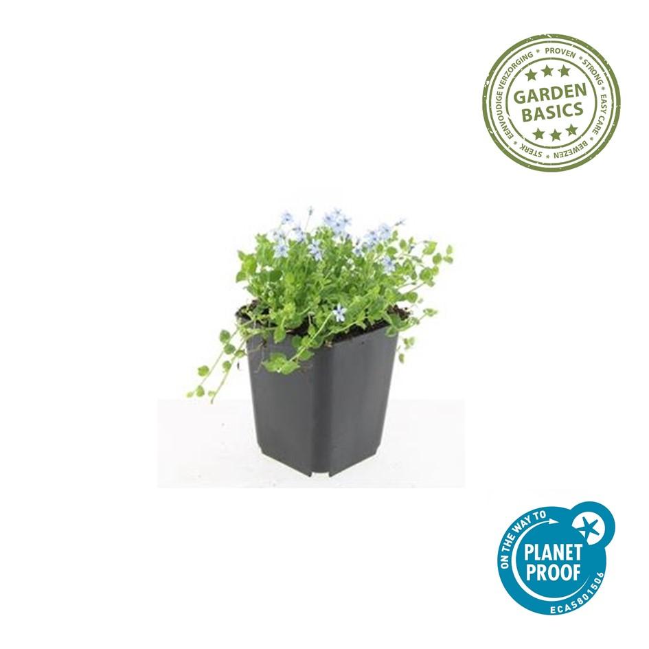 20x Isotoma fluviatilis 'Alba'- ↕10-25cm - Ø9cm