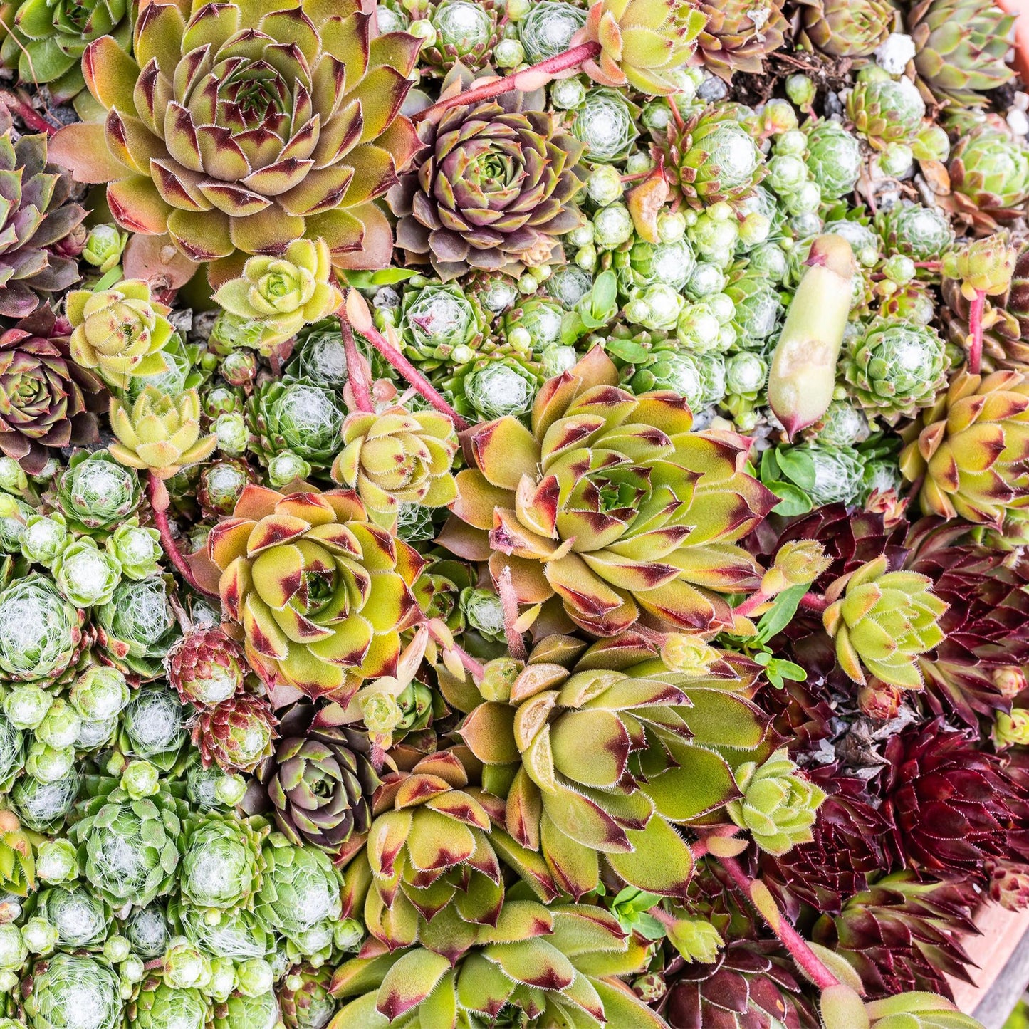 GreenboutiQ - Bodendecker - Winterhart - Sempervivum Big Sam - 4 Pflanzen - Verschiedene Farben - Wenig Pflege - Topf 14cm Höhe 17cm