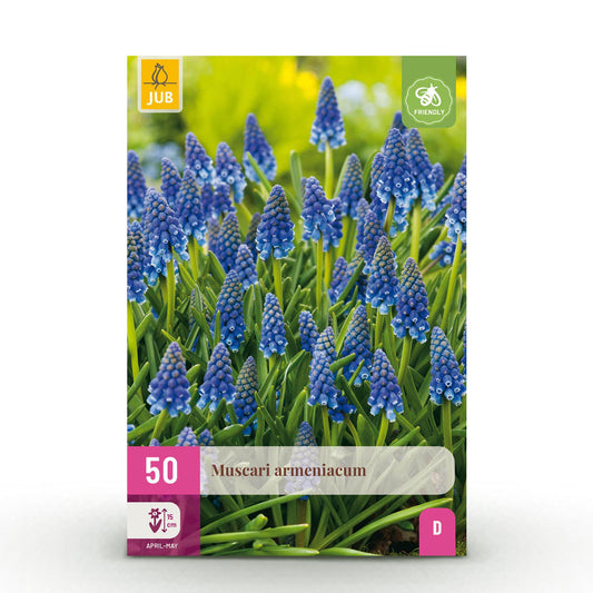 GreenboutiQ - Blumenzwiebeln - Muscari Armeniacum - Farbe Blau - 50 Stück - Zwiebelgröße 8/9 - XXL Pack