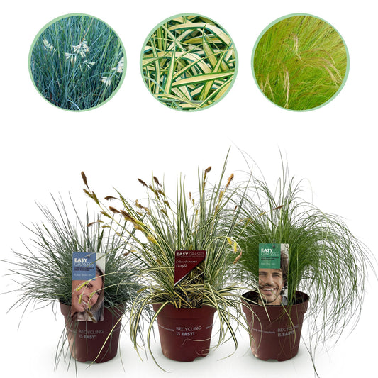 GreenboutiQ - Ziergräser - 3 Pflanzen - Blau - Gelb - Grün - Immergrün - Winterhart - Topf 17cm Höhe 50cm