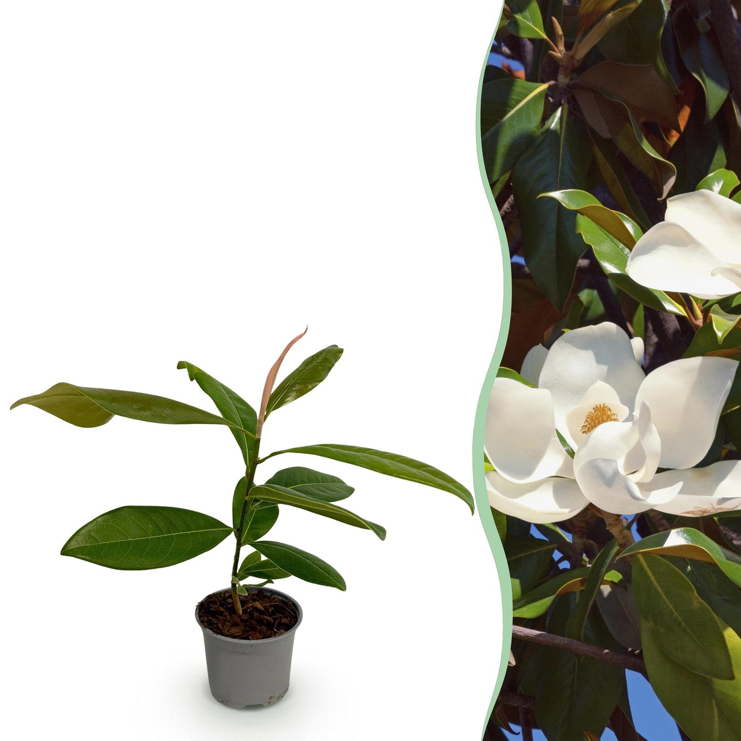 GreenboutiQ - Gartenpflanze - Magnolia grandiflora - Blüte Weiß - 1 Pflanze - Immergrün - Wenig Pflege - Topf 12cm Höhe 30cm