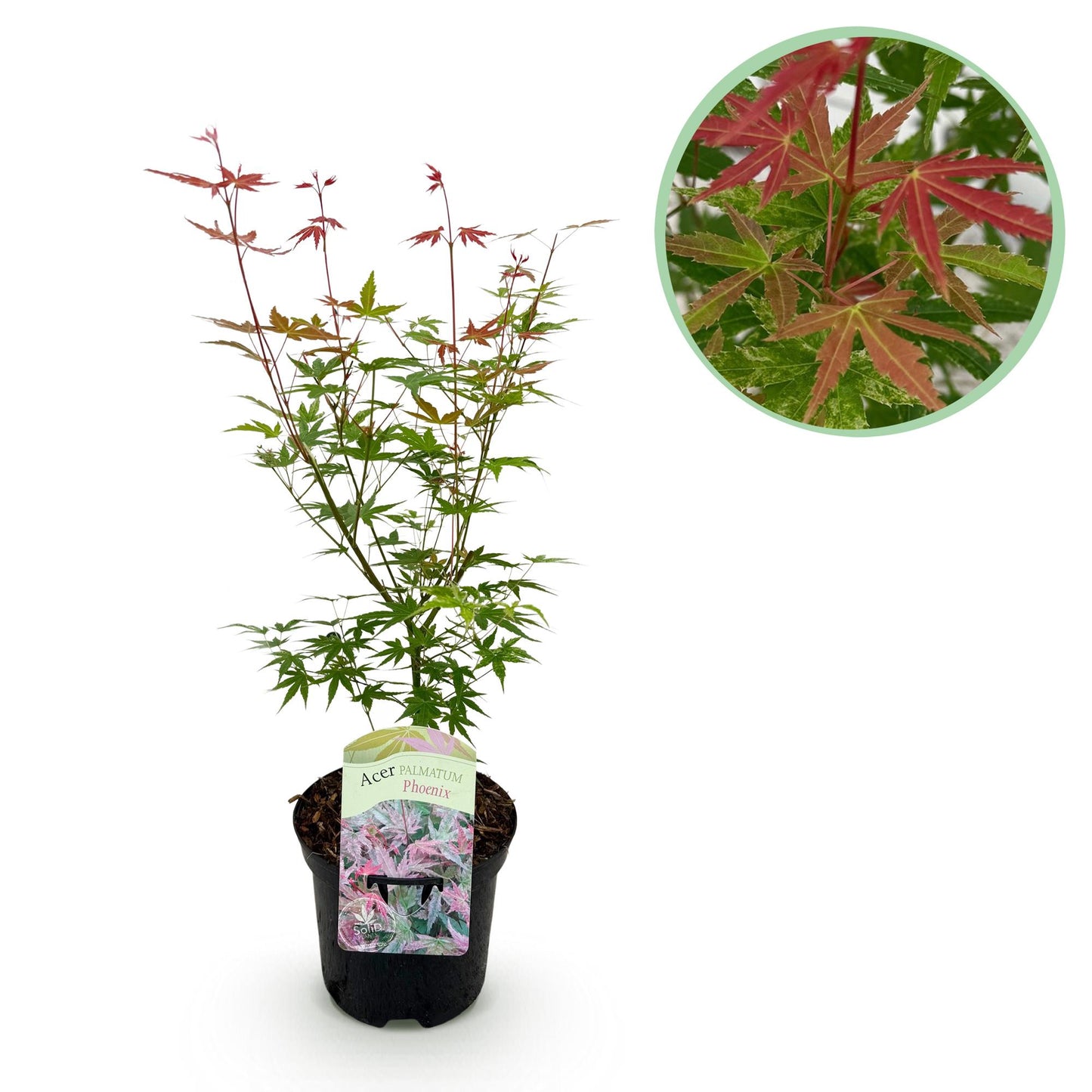 GreenboutiQ - Balkonpflanze - Japanischer Ahorn - Acer palmatum Phoenix - Rosa - 1 Pflanze - Laubabwerfend - Topf 19cm Höhe 70cm