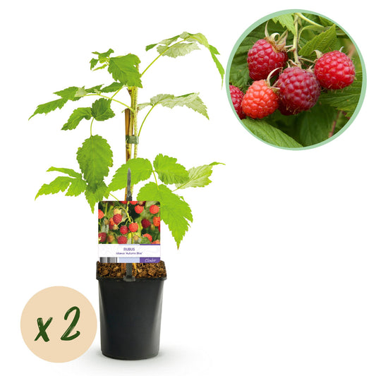 GreenboutiQ - Obstpflanze - Himbeere - Rubus idaeus Autumn Bliss - Rote Himbeere - 2 Pflanzen - Topf 11cm Höhe 40cm
