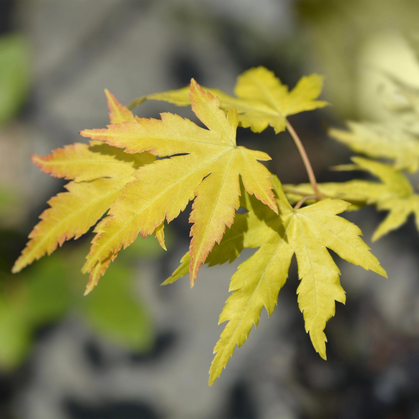 GreenboutiQ - Balkonpflanze - Japanischer Ahorn - Acer palmatum Orange Dream - Orange - 1 Pflanze - Laubabwerfend - Topf 19cm Höhe 70cm