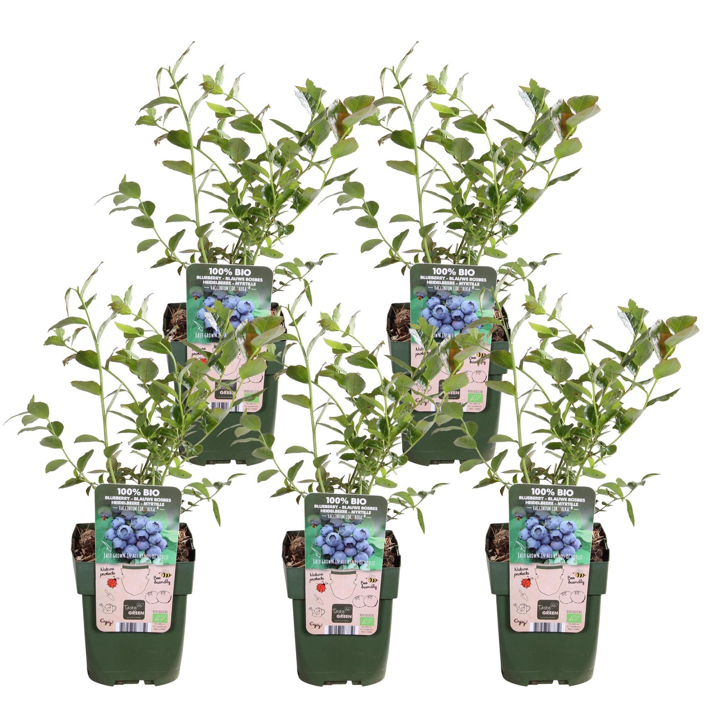 5x - Vaccinium corymbosum 'Reka' - ↨45cm - Ø13