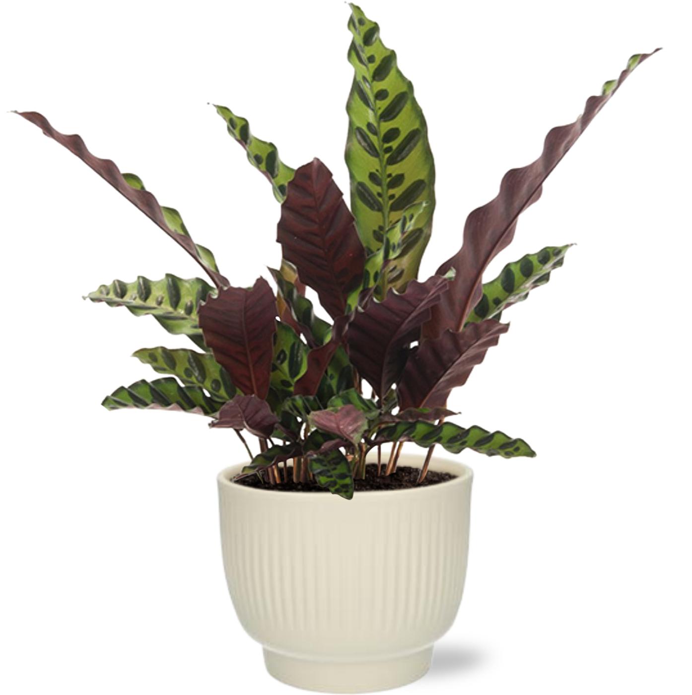 Calathea Insignis - Ø12cm - ↕50cm + Potenza Rib Pot D13x11cm - Weiß