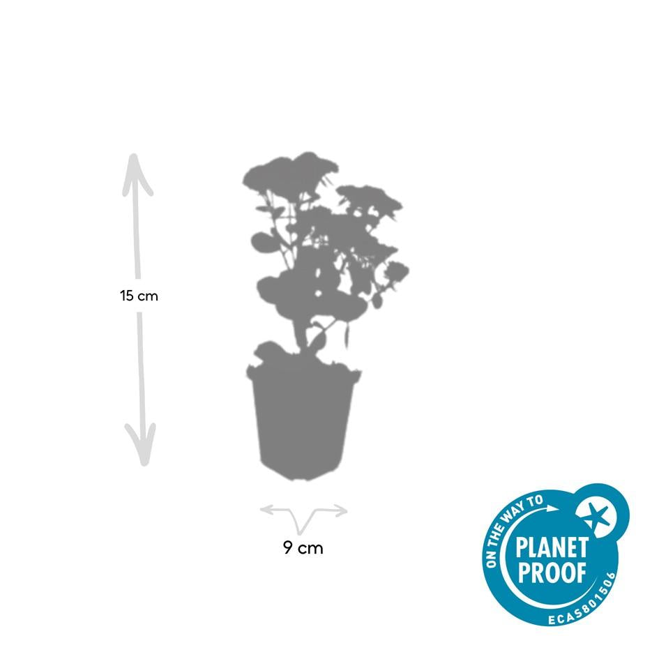 20x Sedum 'Herbstfreude' - ↕10-25cm - Ø9cm