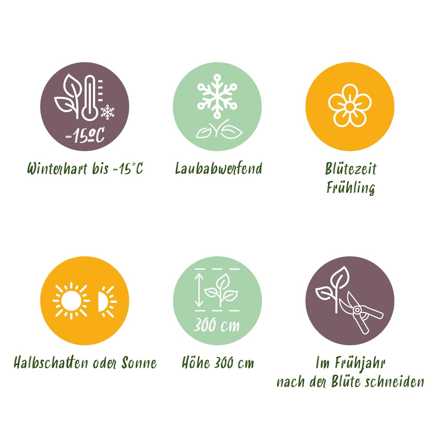 GreenboutiQ - Gartenpflanze - Magnolia sieboldii - Blüte Weiß-Rot - 1 Pflanze - Laubabwerfend - Wenig Pflege - Topf 12cm Höhe 30cm