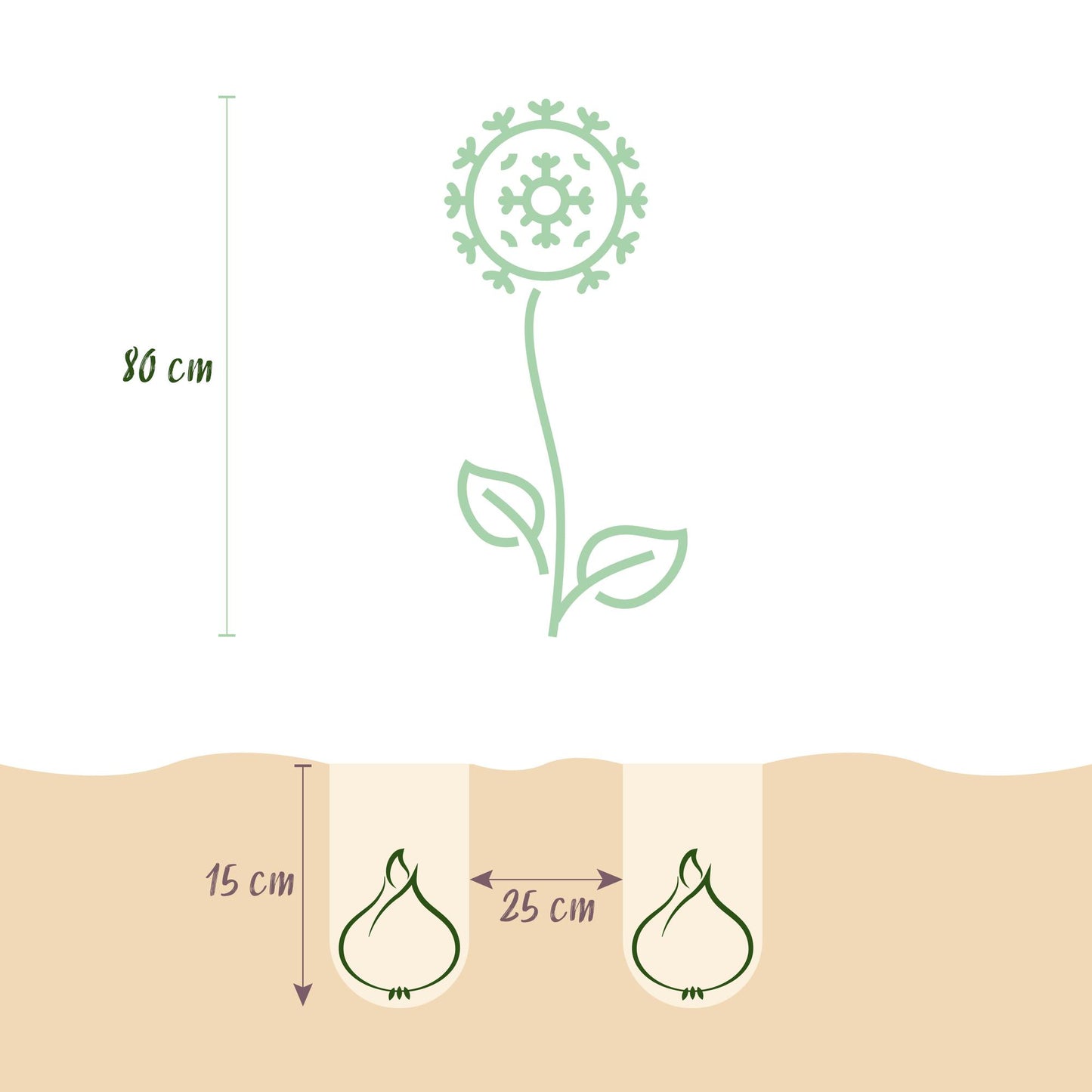 GreenboutiQ - Blumenzwiebeln - Allium Purple White Mix - Bulbs Hardy Perennial - Farbe Lila und Weiß - 15 Stück - Zwiebelgröße 10/12 - XXL Pack