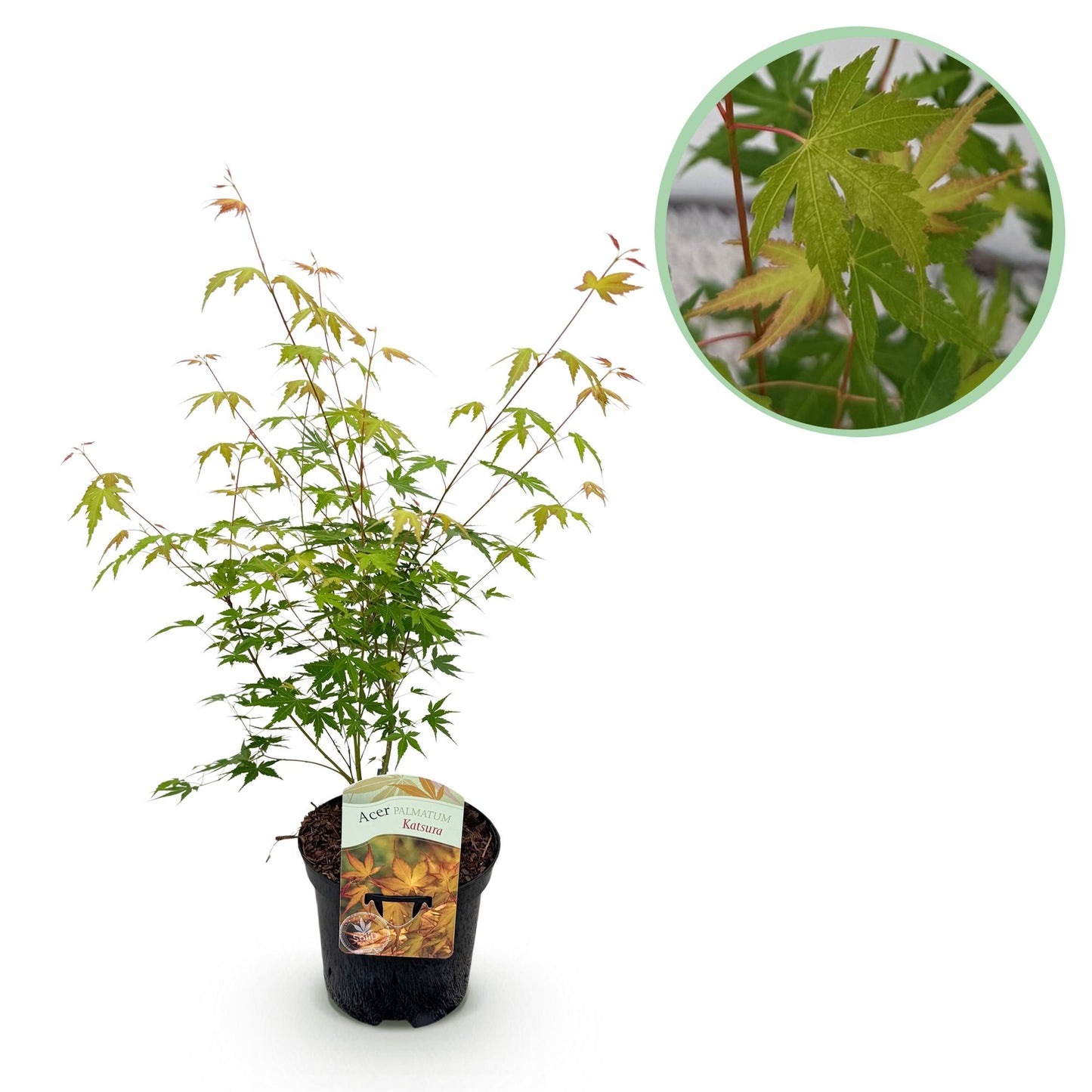 GreenboutiQ - Balkonpflanze - Japanischer Ahorn - Acer palmatum Katsura - Orange - 1 Pflanze - Laubabwerfend - Topf 19cm Höhe 70cm