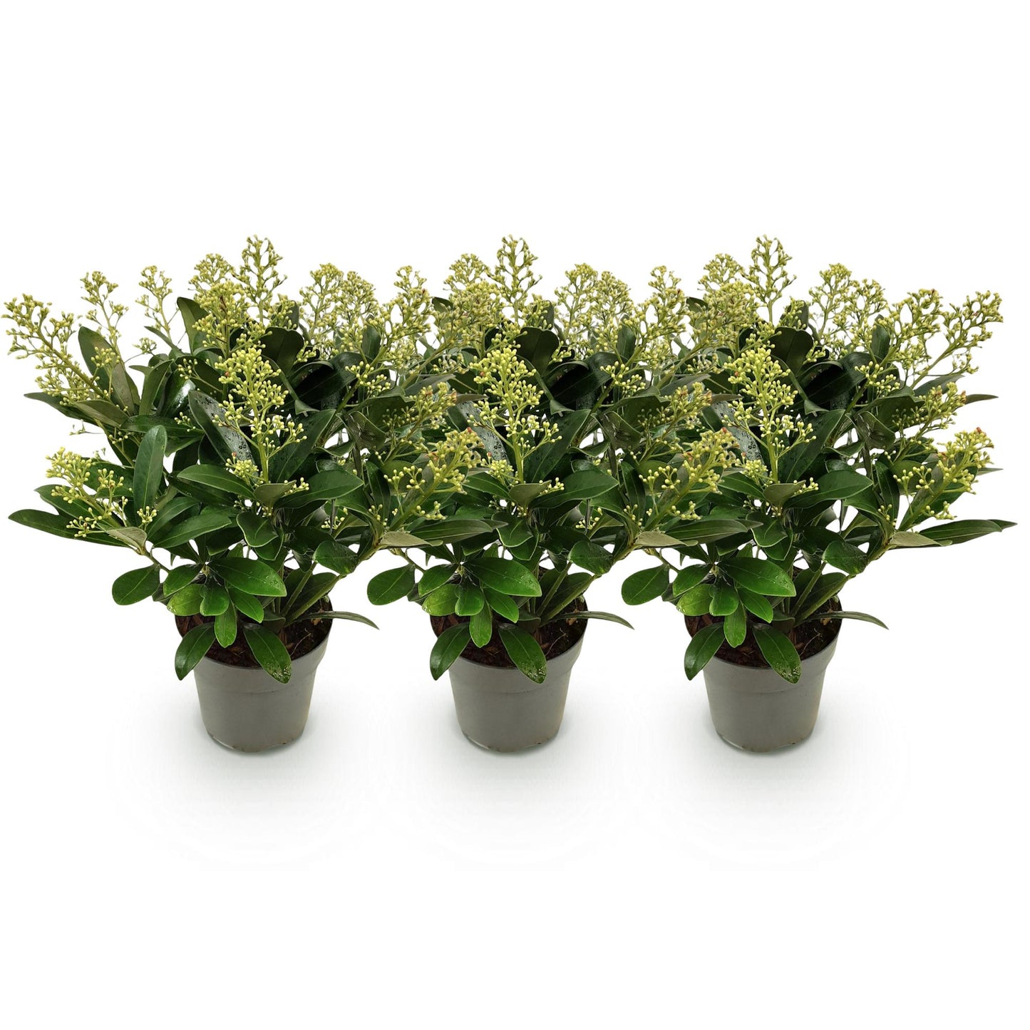 GreenboutiQ - Terrassenpflanze - Skimmia japonica Finchy - Blüte Weiß - 15+ Blumen - 3 Pflanzen - Winterhart - Topf 15cm Höhe 30cm