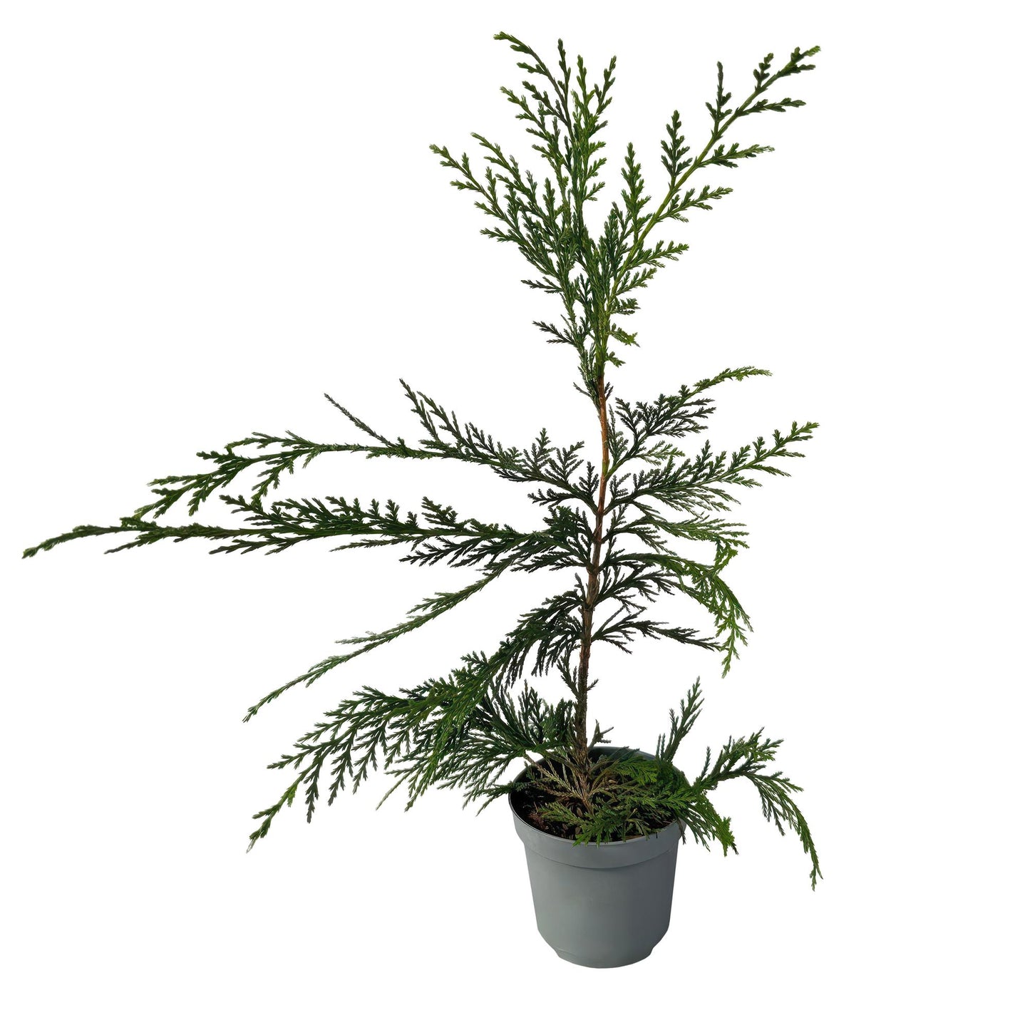 GreenboutiQ - Heckenpflanzen - Cupressocyparis leylandii - Blatt grün - 8 Pflanzen - 1 laufender Meter - immergrün - Topf 9cm Höhe 35-40cm