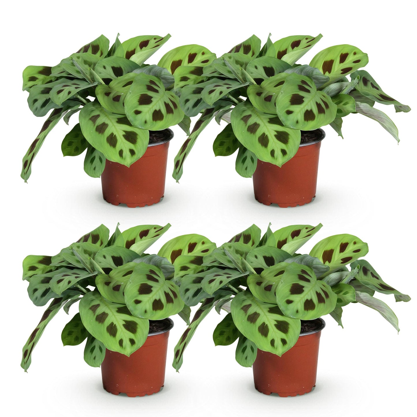 Green boutiQ - Zimmerpflanze - Maranta Fascinator Kerchoveana - Gebetsblatt - Haustierfreundlich - Grün - 4 Pflanzen - Topf 12cm - Höhe 30-35cm
