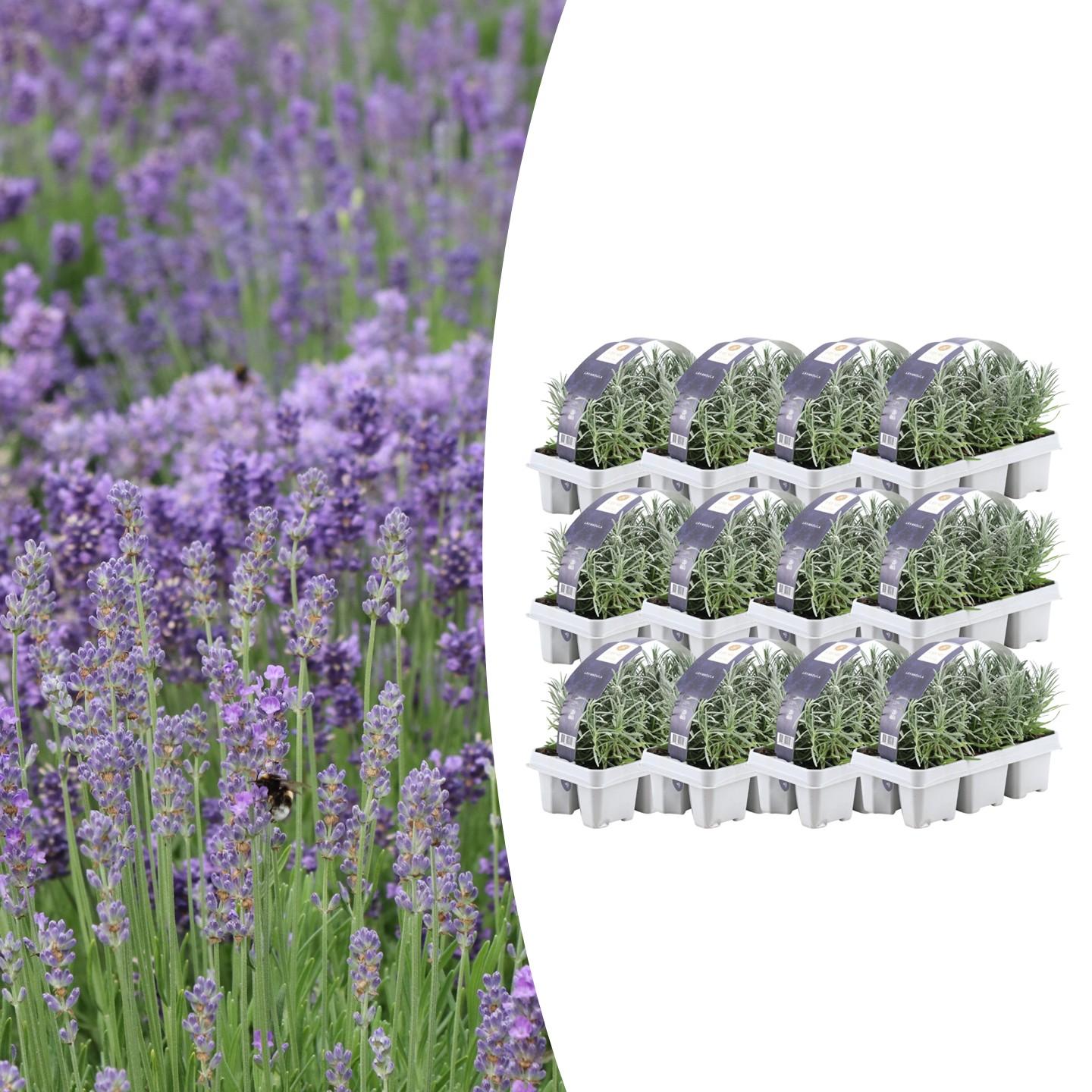 12 x 6 pack Lavendel angustifolia - Ø7 cm - ↕15 cm