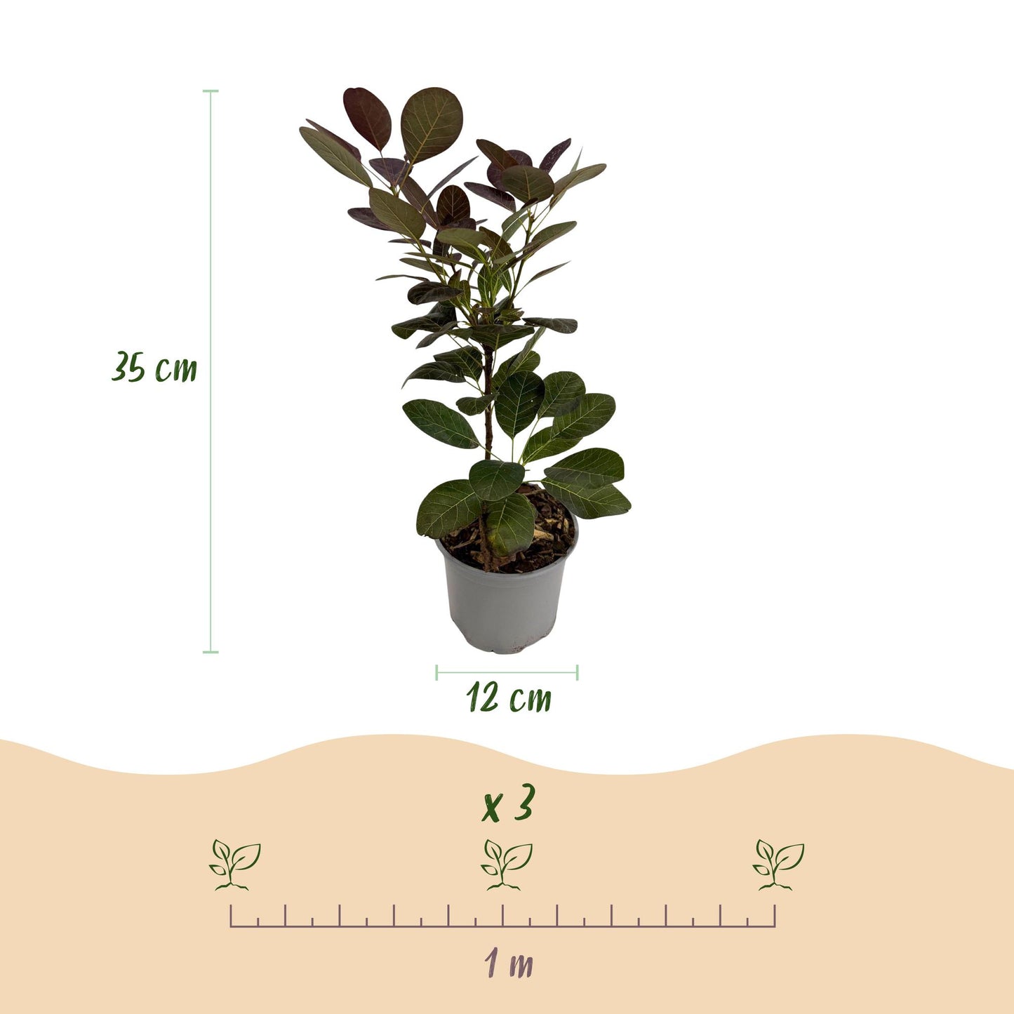 GreenboutiQ - Gartenpflanze - Cotinus coggyria Royal Purple - Lila - 1 Pflanze - Laubabwerfend - Wenig Pflege - Topf 12cm Höhe 35cm