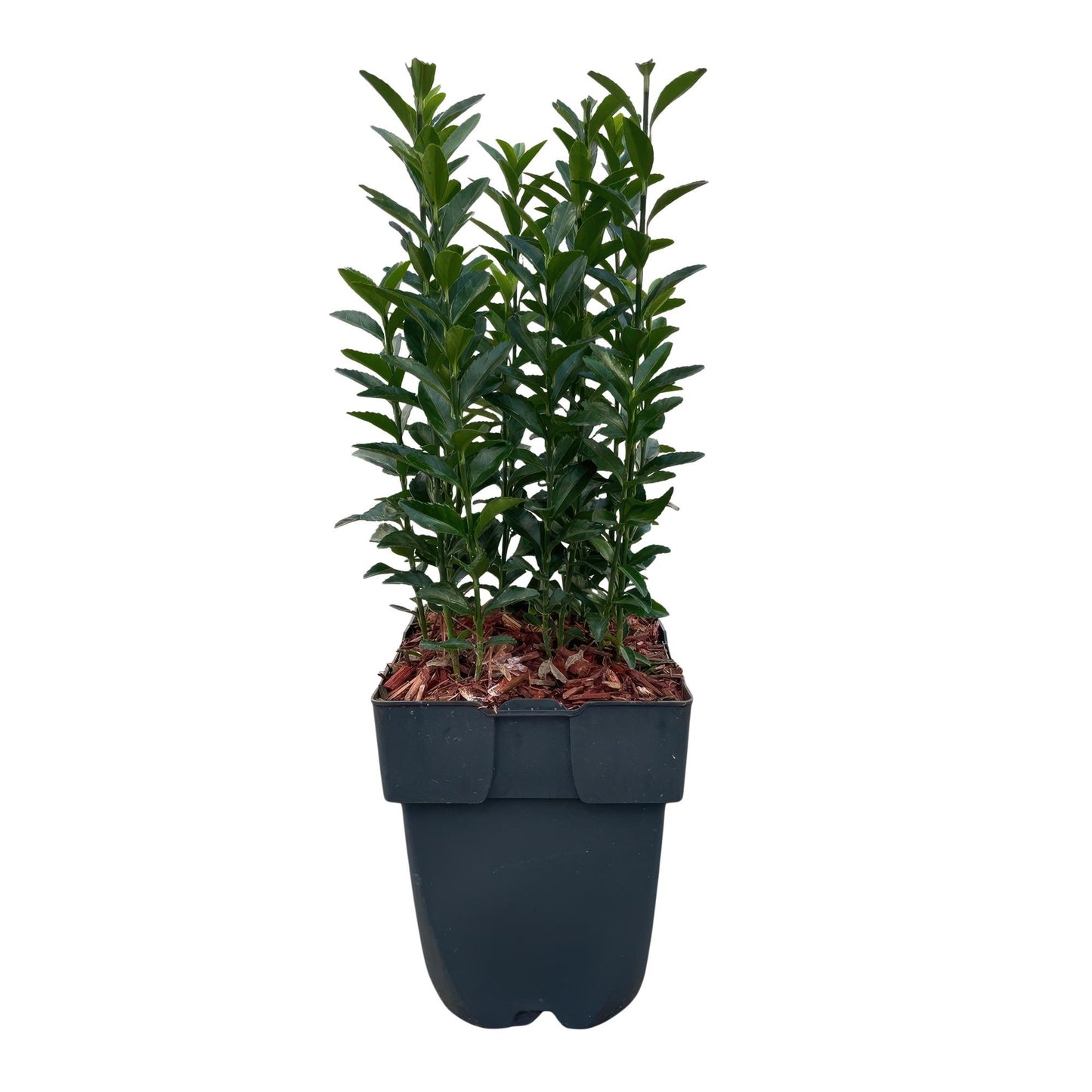 GreenboutiQ - Heckenpflanzen - Euonymus japonica Green Spire - Blatt grün - 6 Pflanzen - 1 laufender Meter - immergrün - Topf 17cm Höhe 40cm