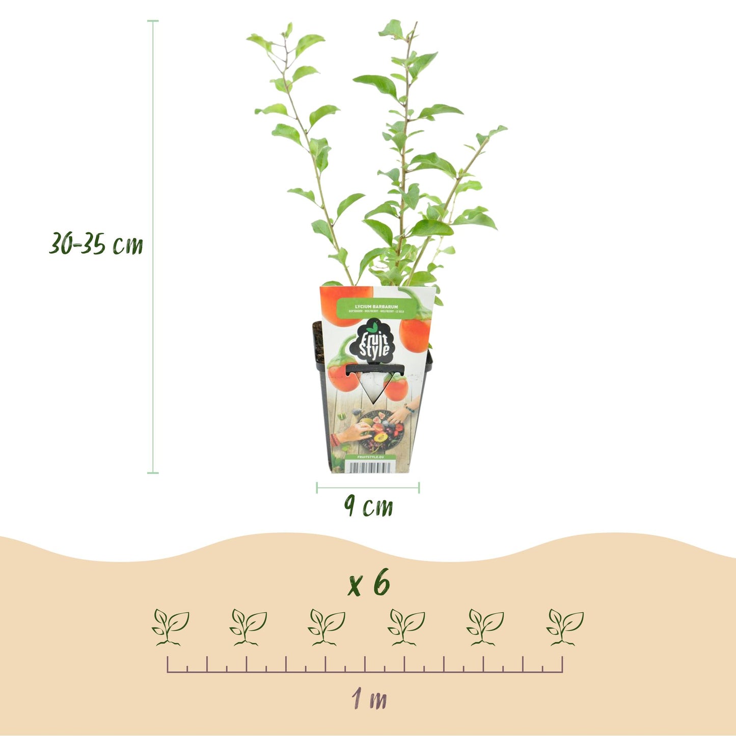 GreenboutiQ - Obstpflanzen - Goji-Beere - Lycium Barbarum - Winterhart - 6 Pflanzen - Topf 9 cm - Orange - Rote Frucht