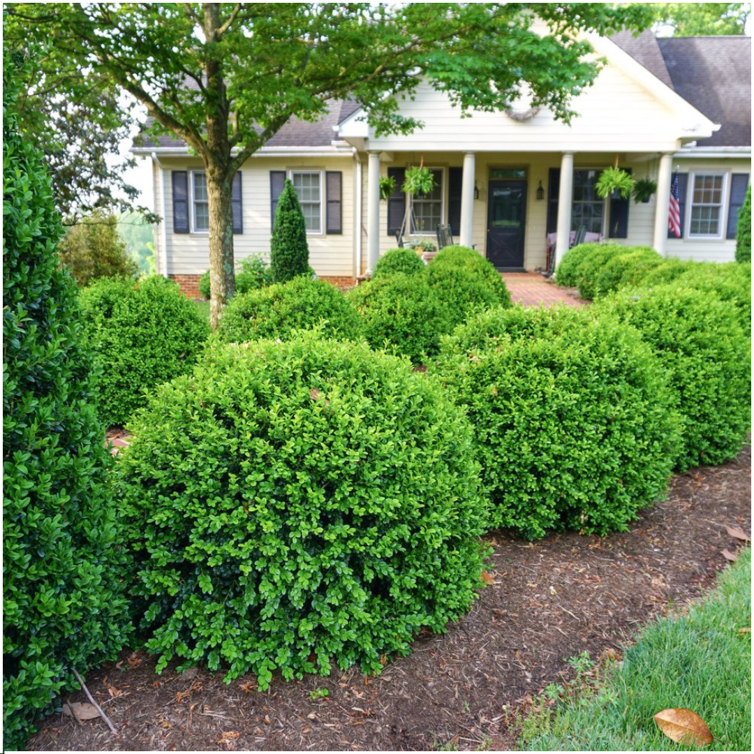 "Buxus NewGen Freedom Pflanzen 6er-Pack – Winterharte Immergrüne Sträucher  6 x Ø7 cm - ↕15 cm | Kompakter Buchsbaum"