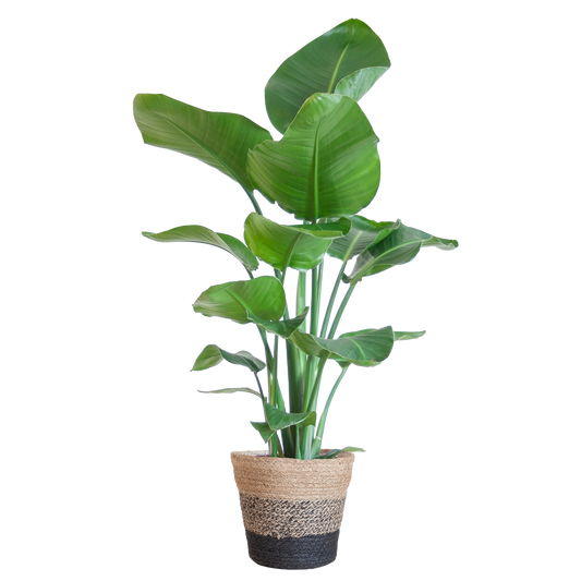 Die Strelitzia Nicolai mit dem schwarzen Lissabon-Korb. - 80cm - Ø19