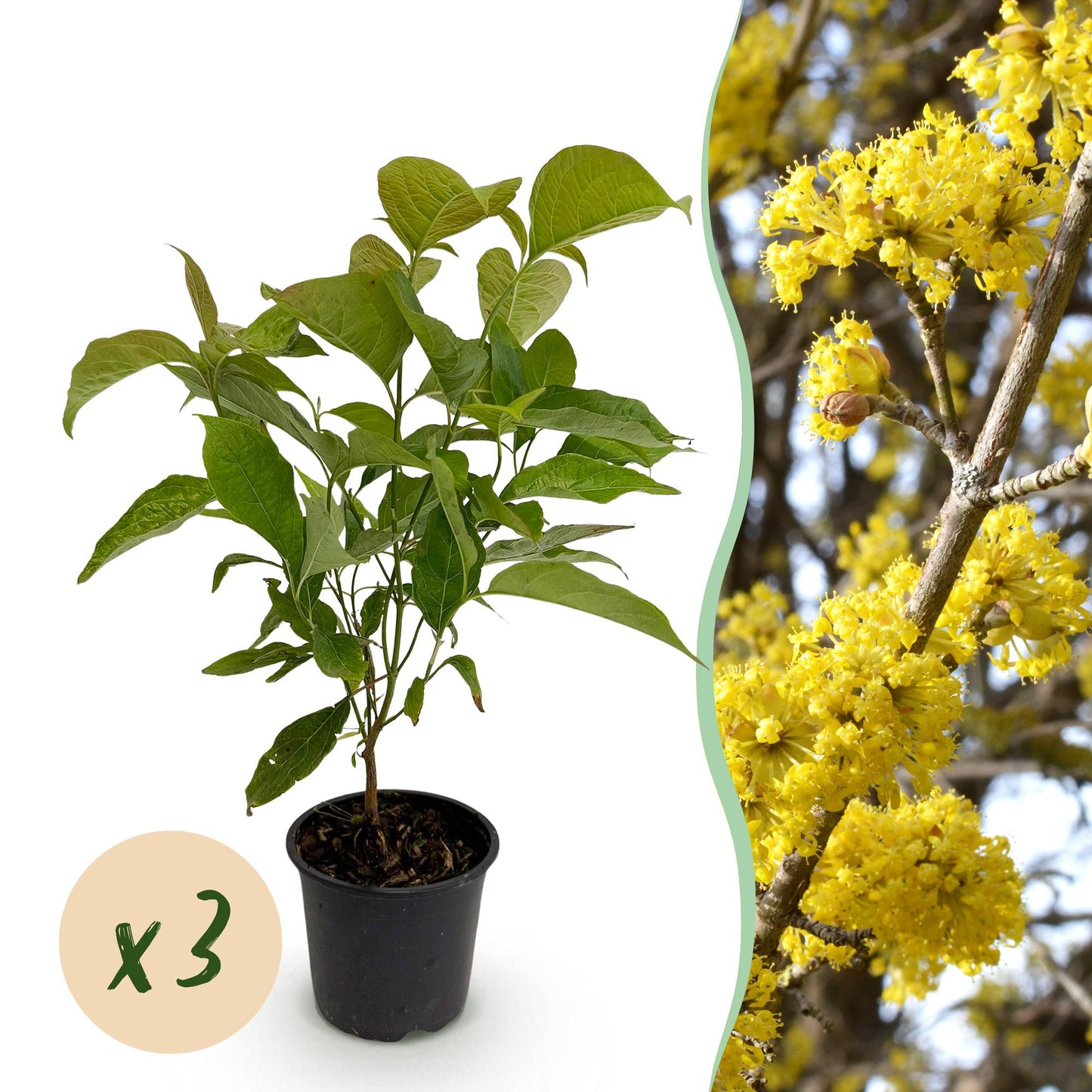GreenboutiQ - Gartenpflanze - Cornus mas - Blüte Gelb - 3 Pflanzen - Laubabwerfend - Wenig Pflege - Topf 12cm Höhe 35cm