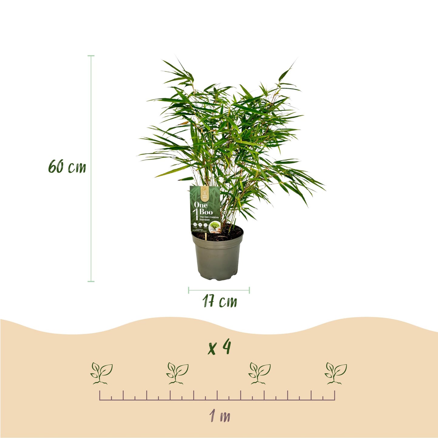 GreenboutiQ - Bambus - Fargesia rufa - Grün - 2 Pflanzen - Immergrün - Nicht Ausbreitend - Topf 17cm Höhe 60cm