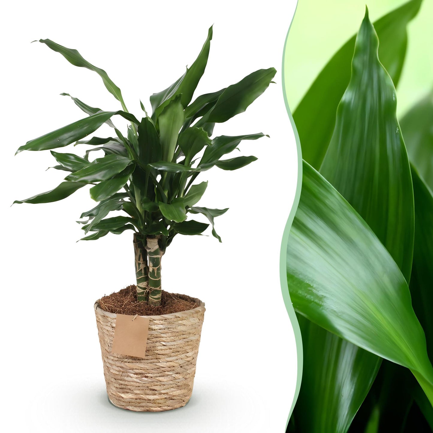 Green boutiQ - Zimmerpflanzen - Dracaena fragrans Steudneri - Drachenblutbaum - Wenig Pflege - mit Korb - Grün - 1 Pflanze - Topf 17cm - Höhe 50-55cm