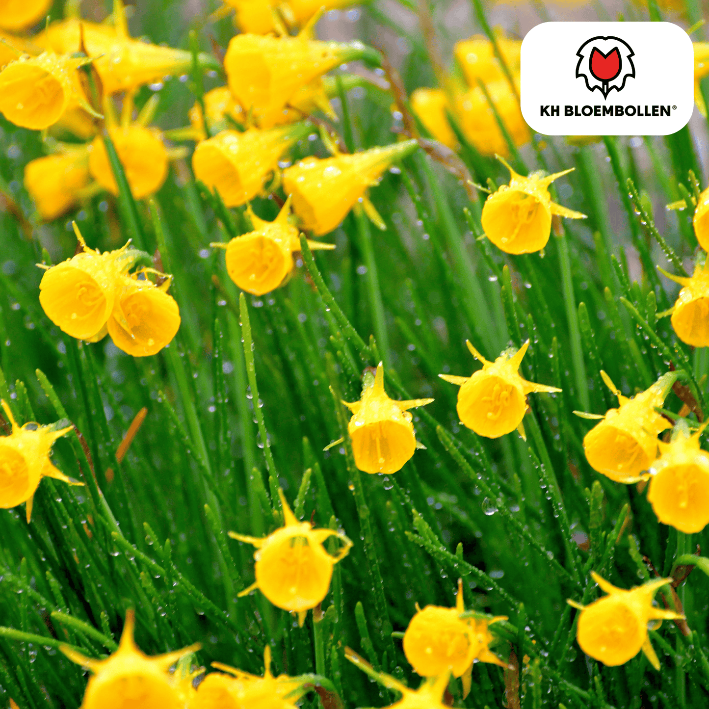 Narcis Golden Bells 25 stuks
