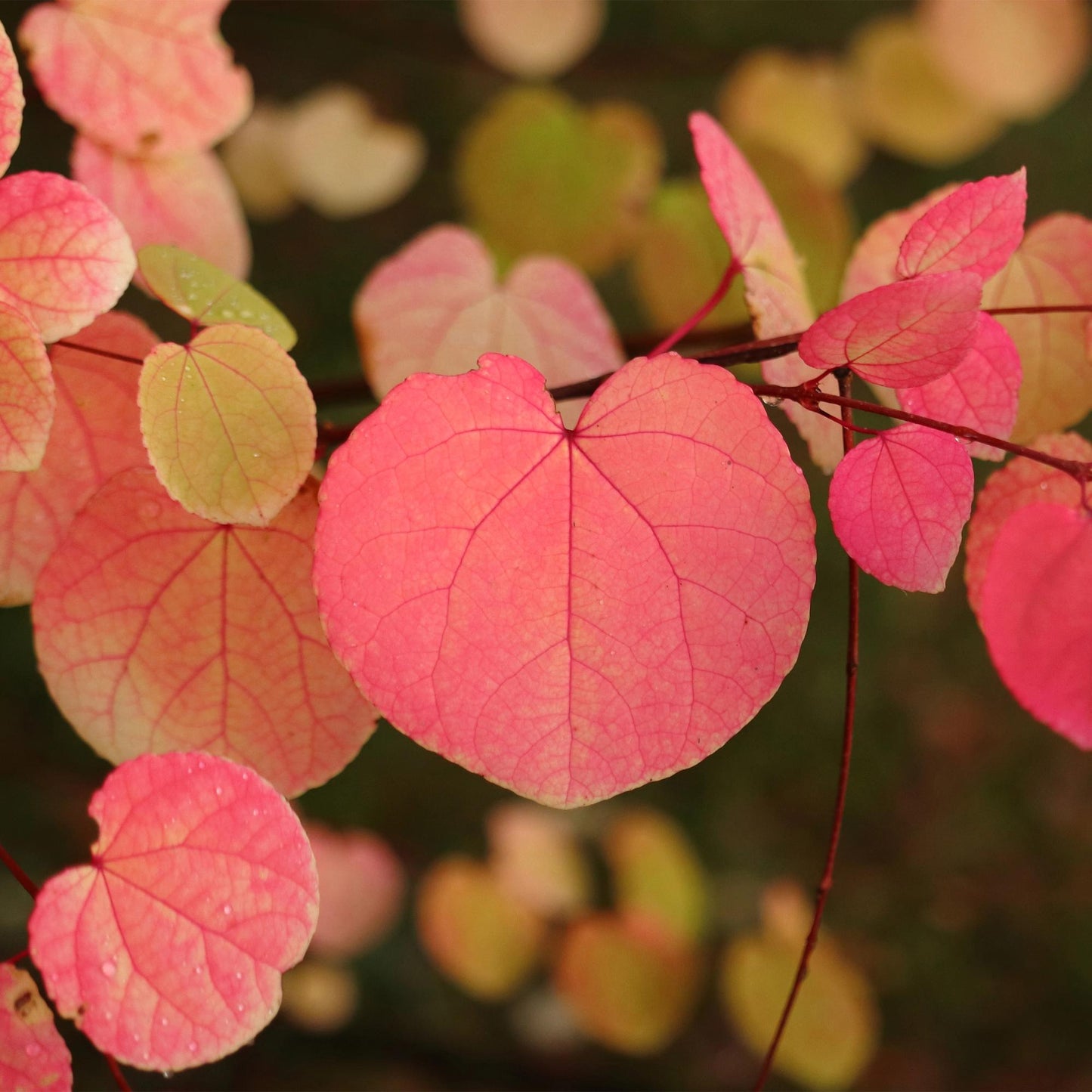 GreenboutiQ - Gartenpflanze - Cercidiphyllum japonicum - Grün 3 Pflanzen - Laubabwerfend - Wenig Pflege - Topf 12cm Höhe 35cm