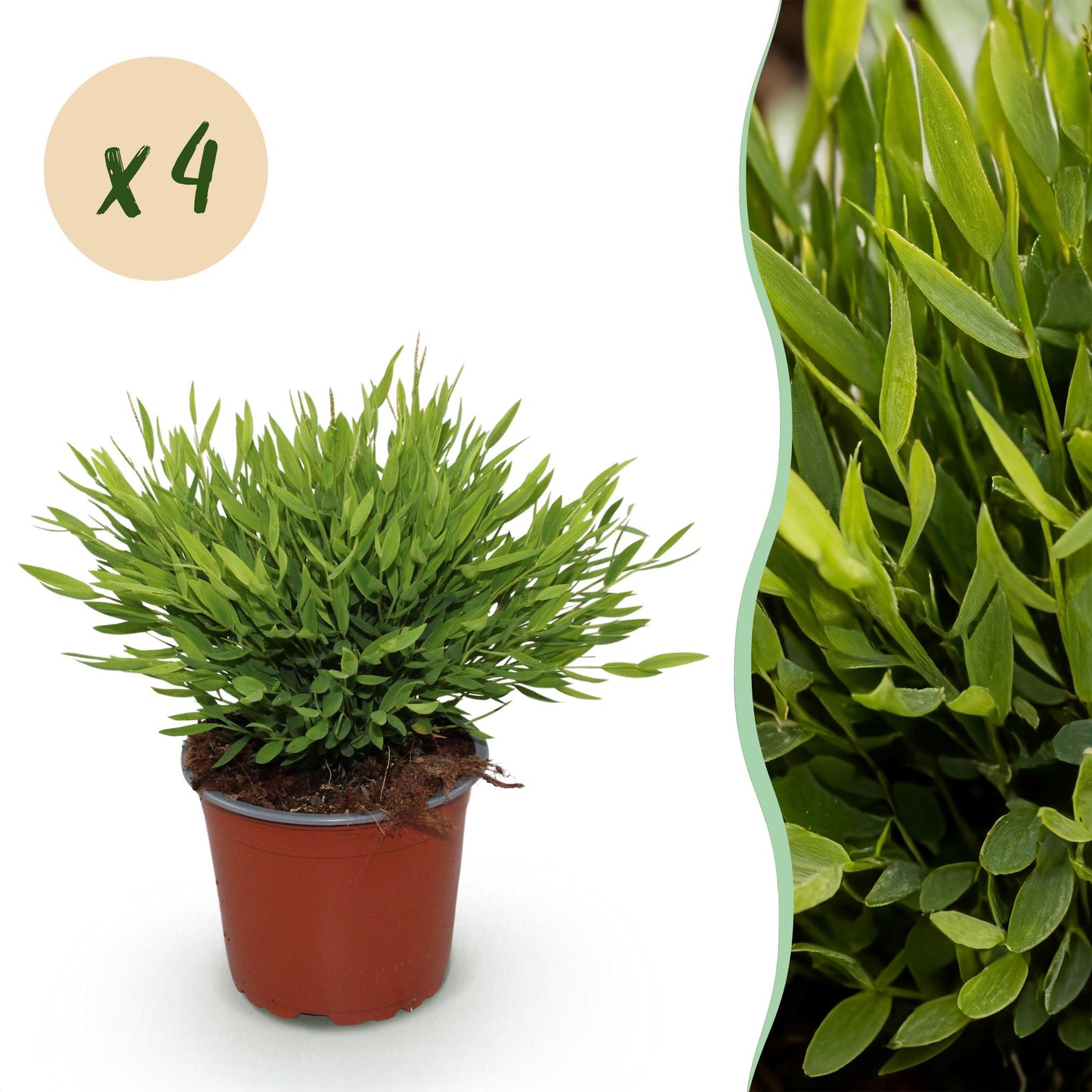 Green boutiQ - Zimmerpflanze - Bamusa Pogonatherum Monica - Bambusgras - Haustierfreundlich - Grün - 4 Pflanzen - Topf 12cm - Höhe 30-35cm