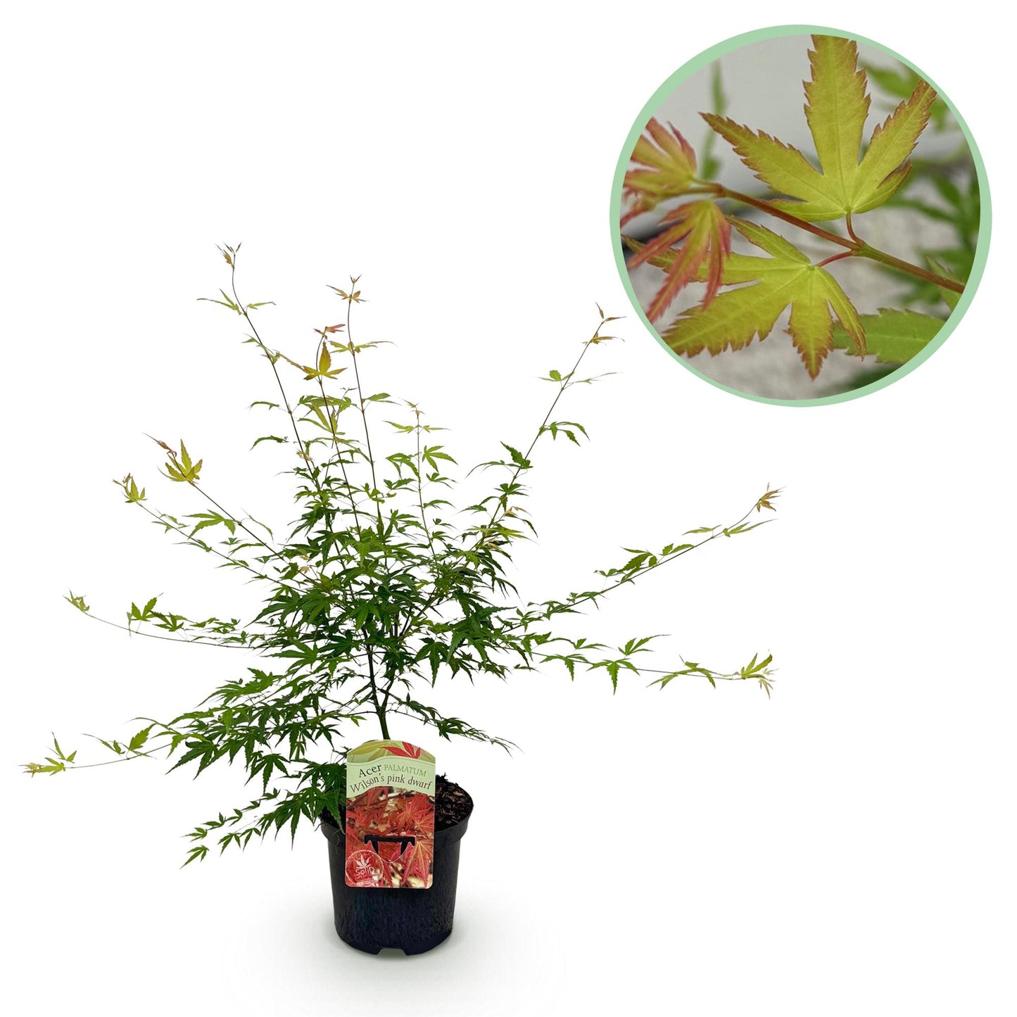 GreenboutiQ - Balkonpflanze - Japanischer Ahorn - Acer palmatum Pink Dwarf - Rosa - 1 Pflanze - Laubabwerfend - Topf 19cm Höhe 70cm