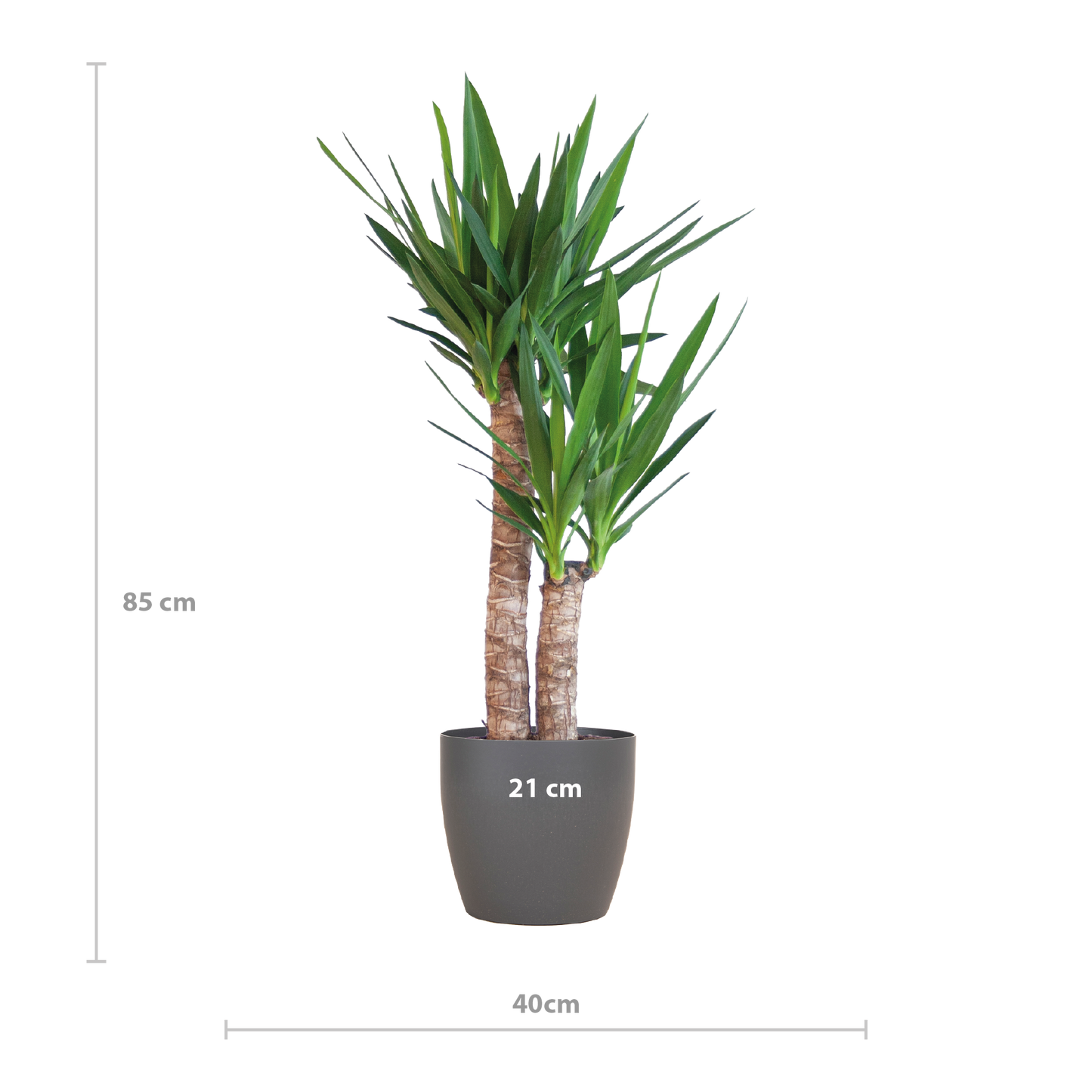 Yucca Elephantipes mit Viber Schwarz - 90cm - Ø21