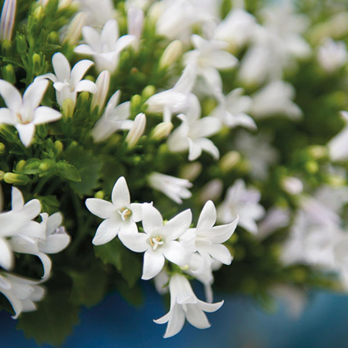 Campanula Addenda Ambella weiß - Weidenschale mit Campanula mit Bewässerungssystem - 3 Stück - Glockenblume weiß - Topfgröße 12cm - indoor & outdoor