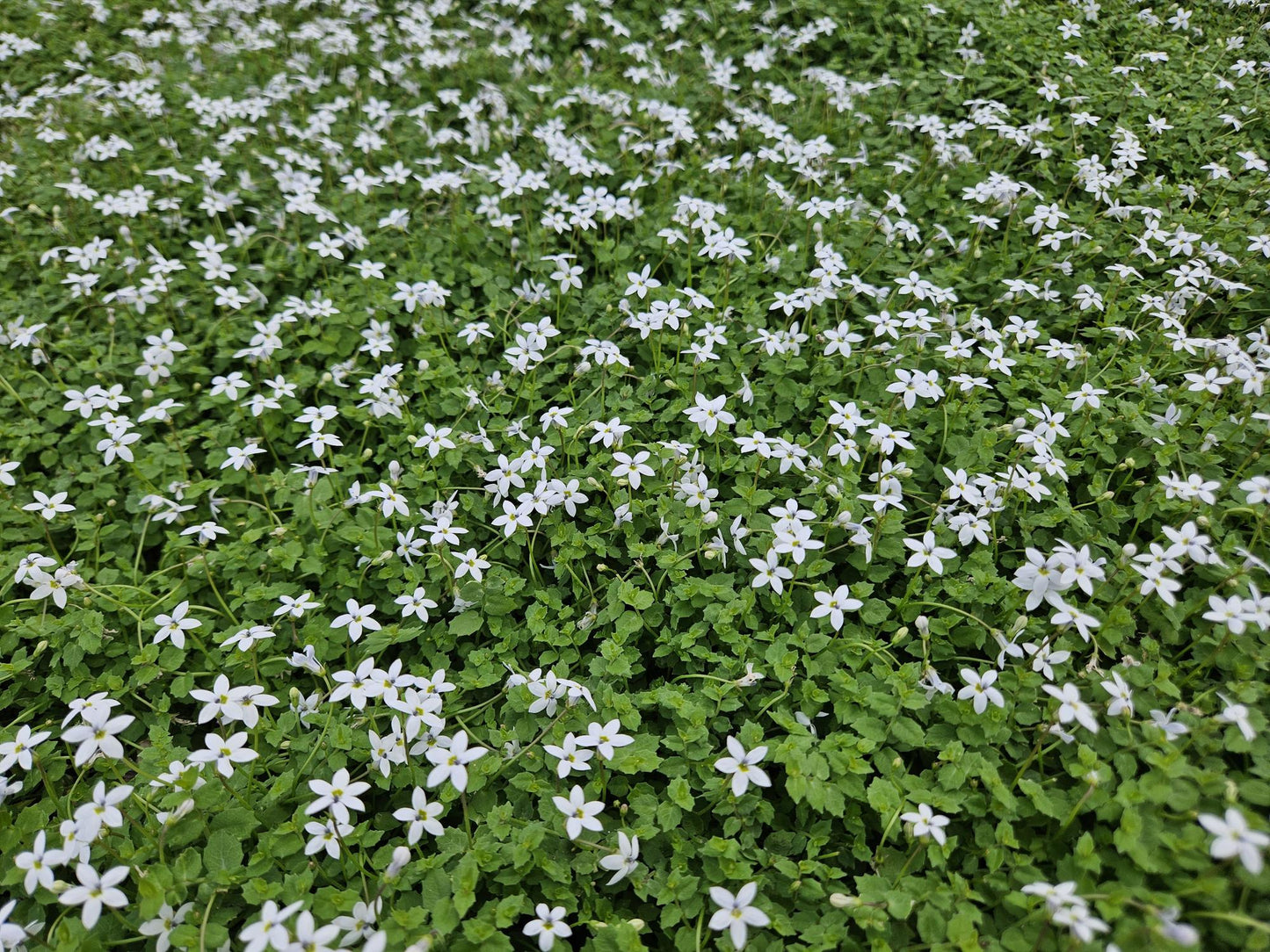 60x Isotoma fluviatilis 'Alba'- ↕10-25cm - Ø9cm
