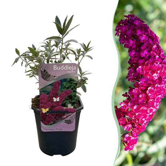GreenboutiQ - Schmetterlingsstrauch - Buddleja davidii Royal Red - Blume Rot - 1 Pflanze - Laubabwerfend - Schmetterlingsanziehend - Topf 17cm Höhe 25cm