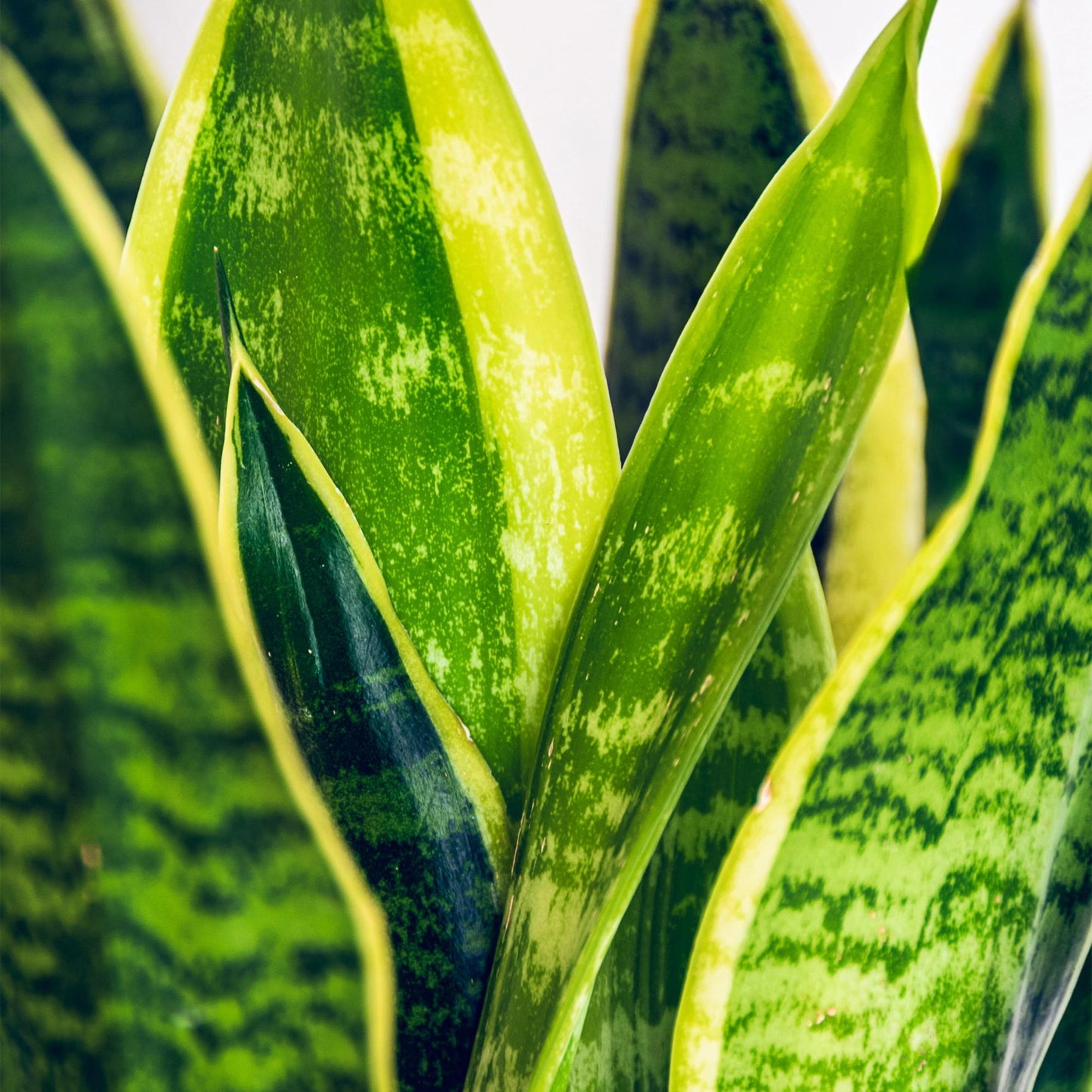 Green boutiQ - Zimmerpflanzen - Sanseveria Laurentii - Schwiegermutterzunge - Pflegeleicht - mit Korb - Grün - Gelb - 2 Pflanzen - Topf 17cm - Höhe 60-70cm