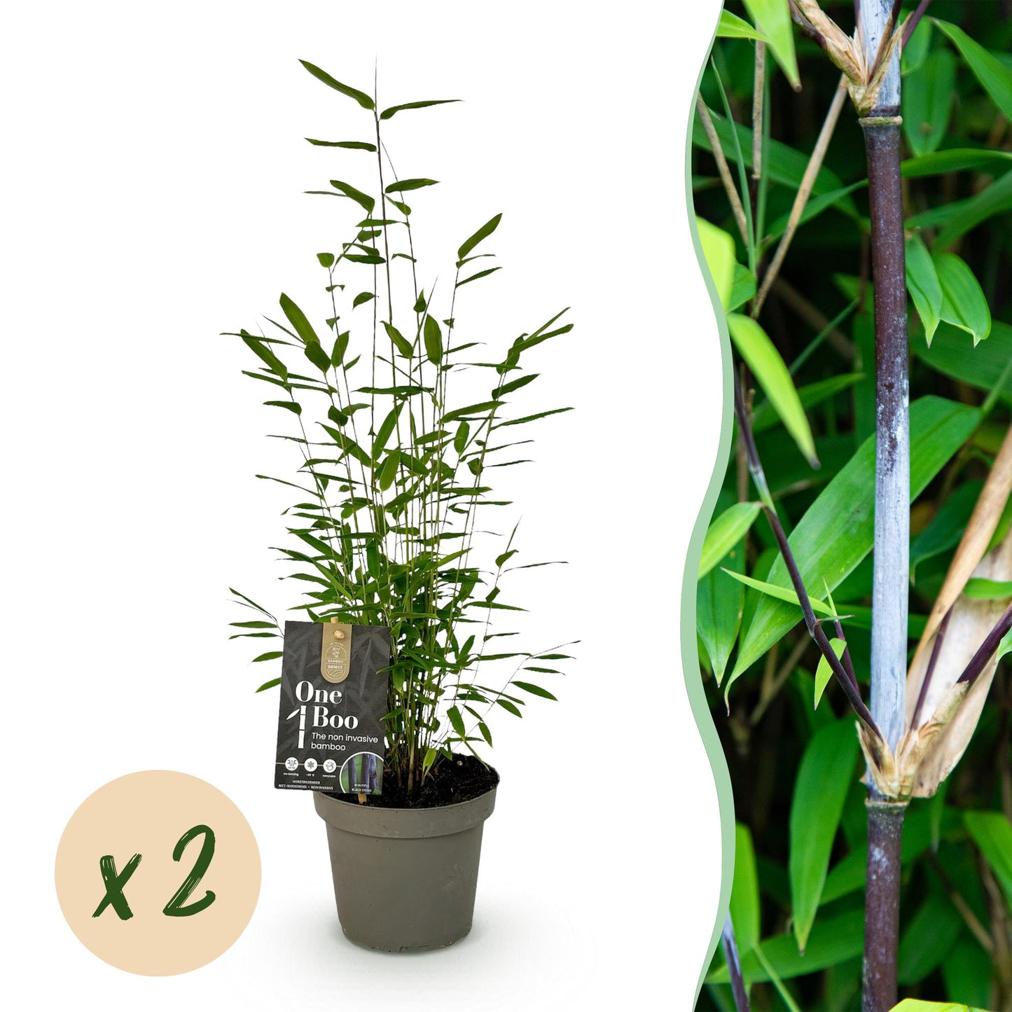 GreenboutiQ - Bambus - Fargesia Black Dragon - Grün - 2 Pflanzen - Immergrün - Nicht Ausbreitend - Topf 14cm Höhe 35cm