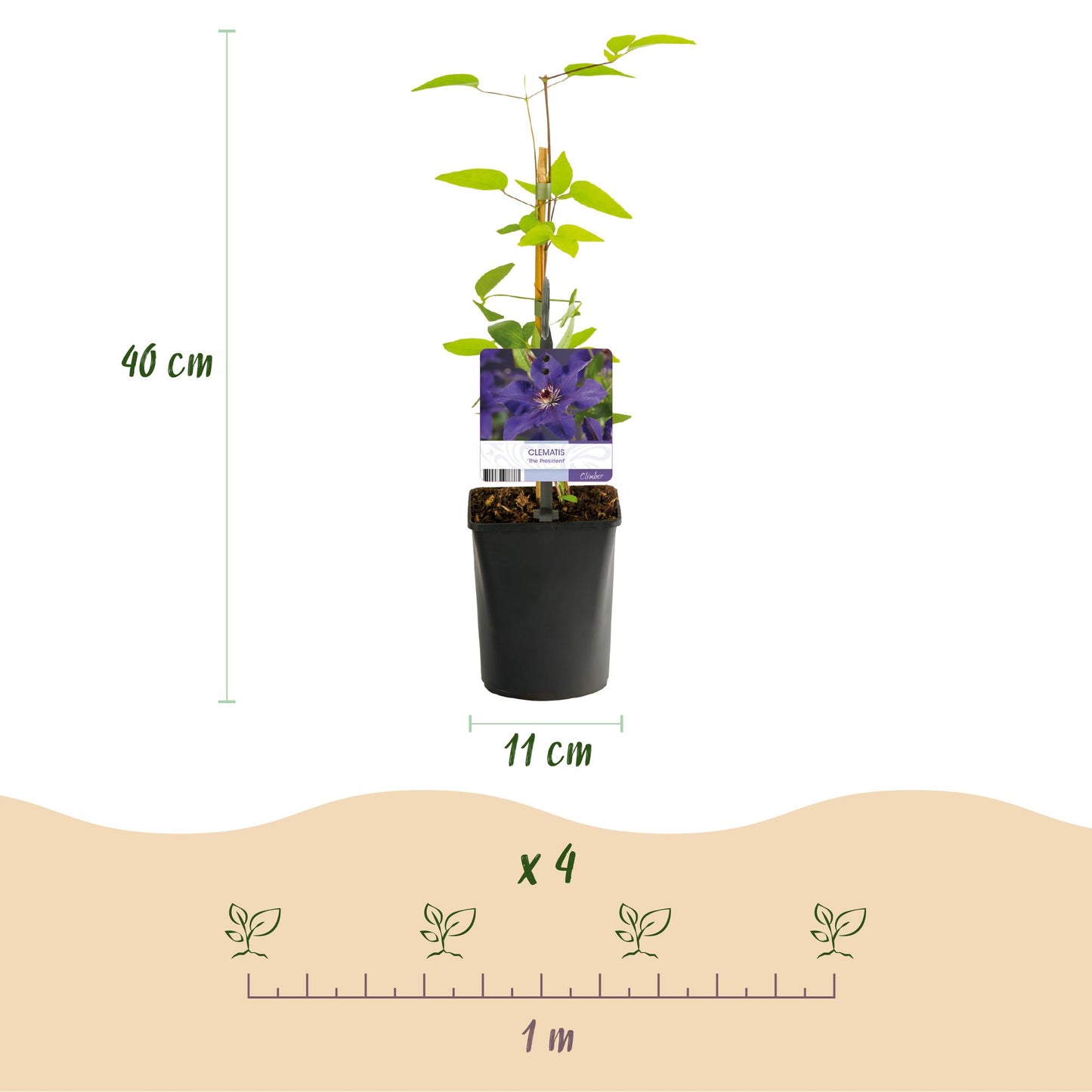 GreenboutiQ - Kletterpflanze - Clematis The President - Blüte Rosa - Wenig Pflege - 2 Pflanzen - Topf 11cm Höhe 40cm
