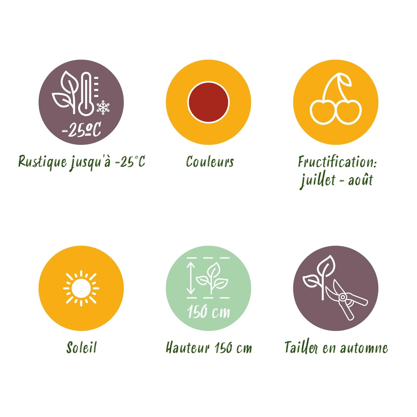 GreenboutiQ - Obstpflanzen - Stachelbeere - Ribes uva-crispa Hinnonmaki Rod - Winterhart - 3 Pflanzen - Topf 9 cm - Rote Beere