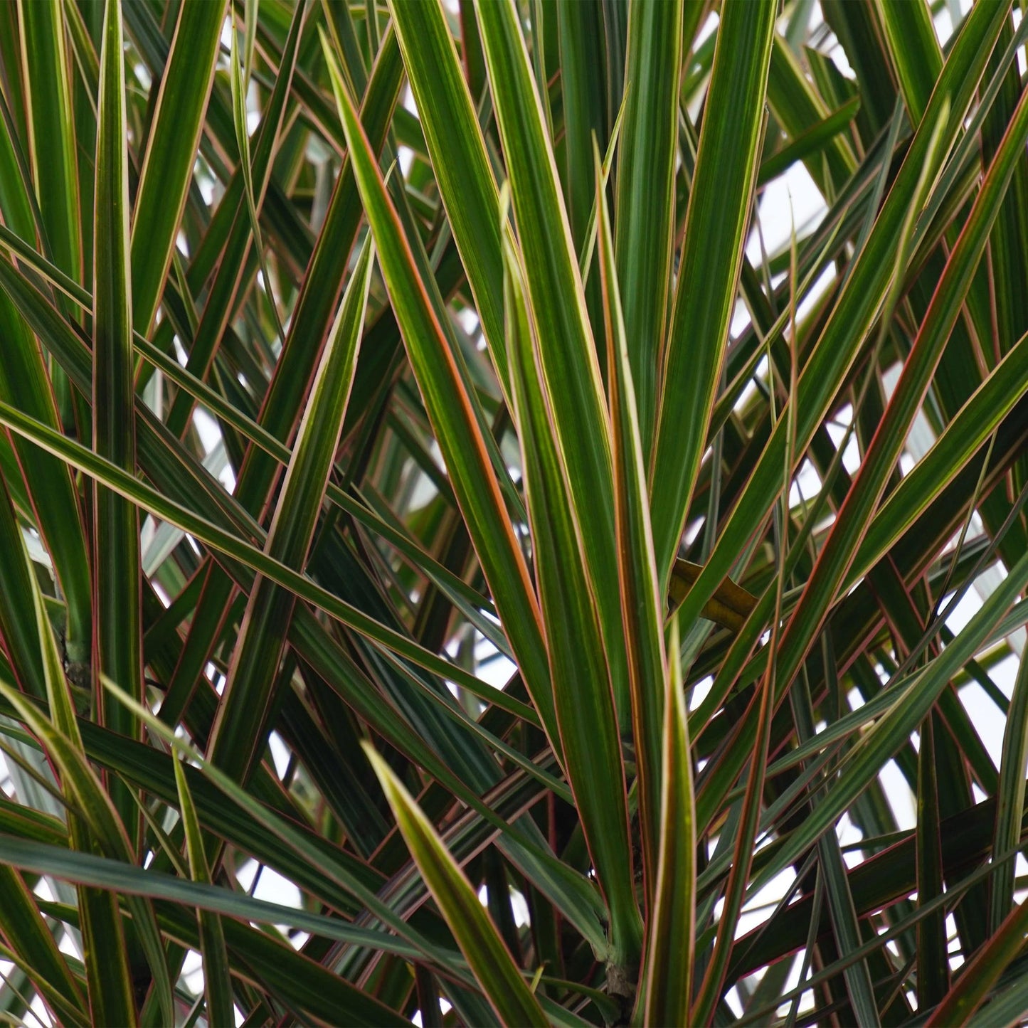 Green boutiQ - Zimmerpflanzen - Dracaena Marginata - Drachenbaum - Pflegeleicht - mit Korb - Grün - 2 Pflanzen - Topf 17cm - Höhe 70-80cm