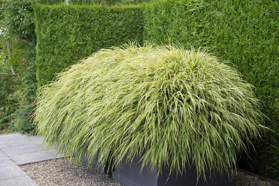40x Hakonechloa macra - ↕10-25cm - Ø9cm