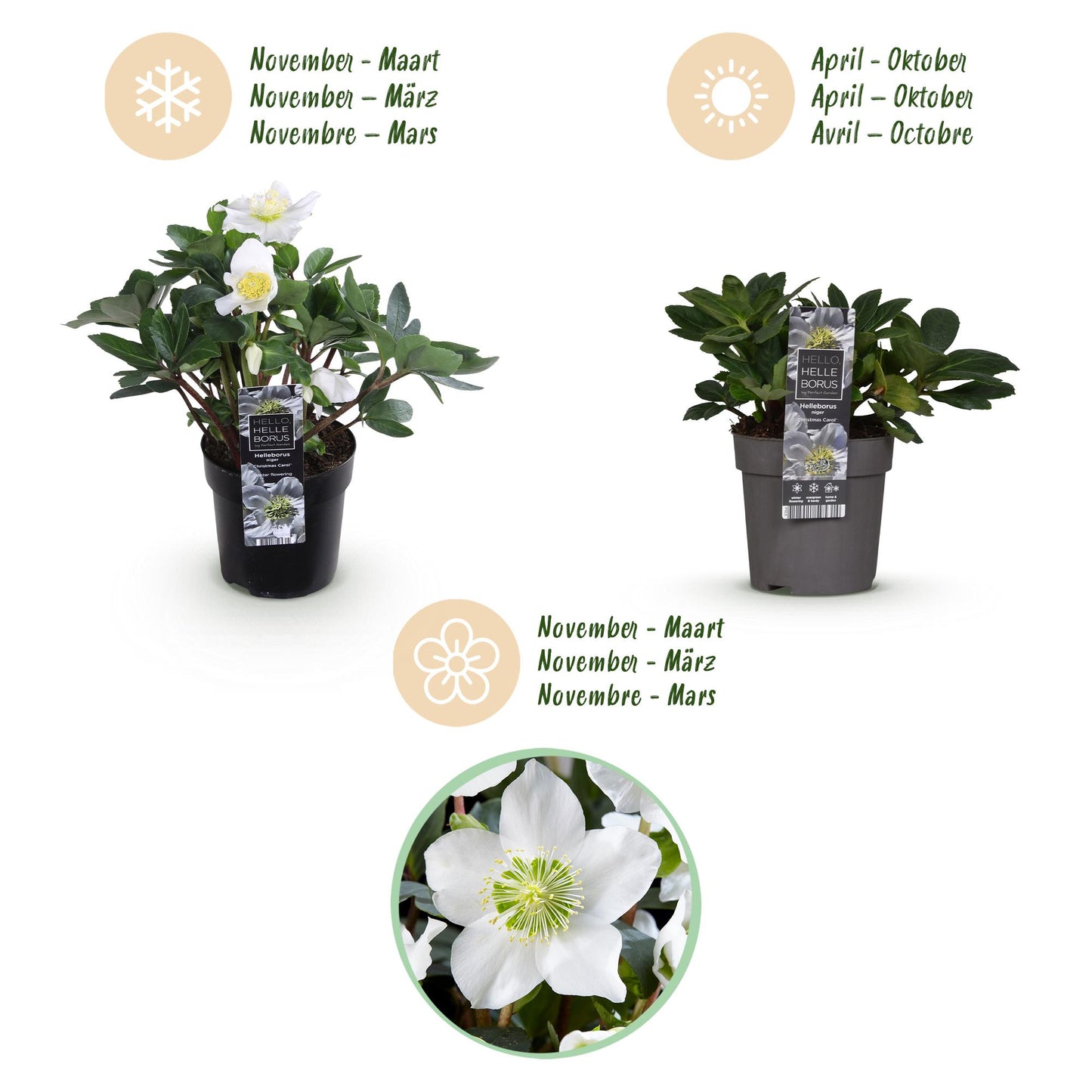 GreenboutiQ - Gartenpflanze - Weihnachtsrose - Helleborus Christmas Carol - Weiße Blüte - 6 Pflanzen - Immergrün - Topf 10,5cm Höhe 25cm