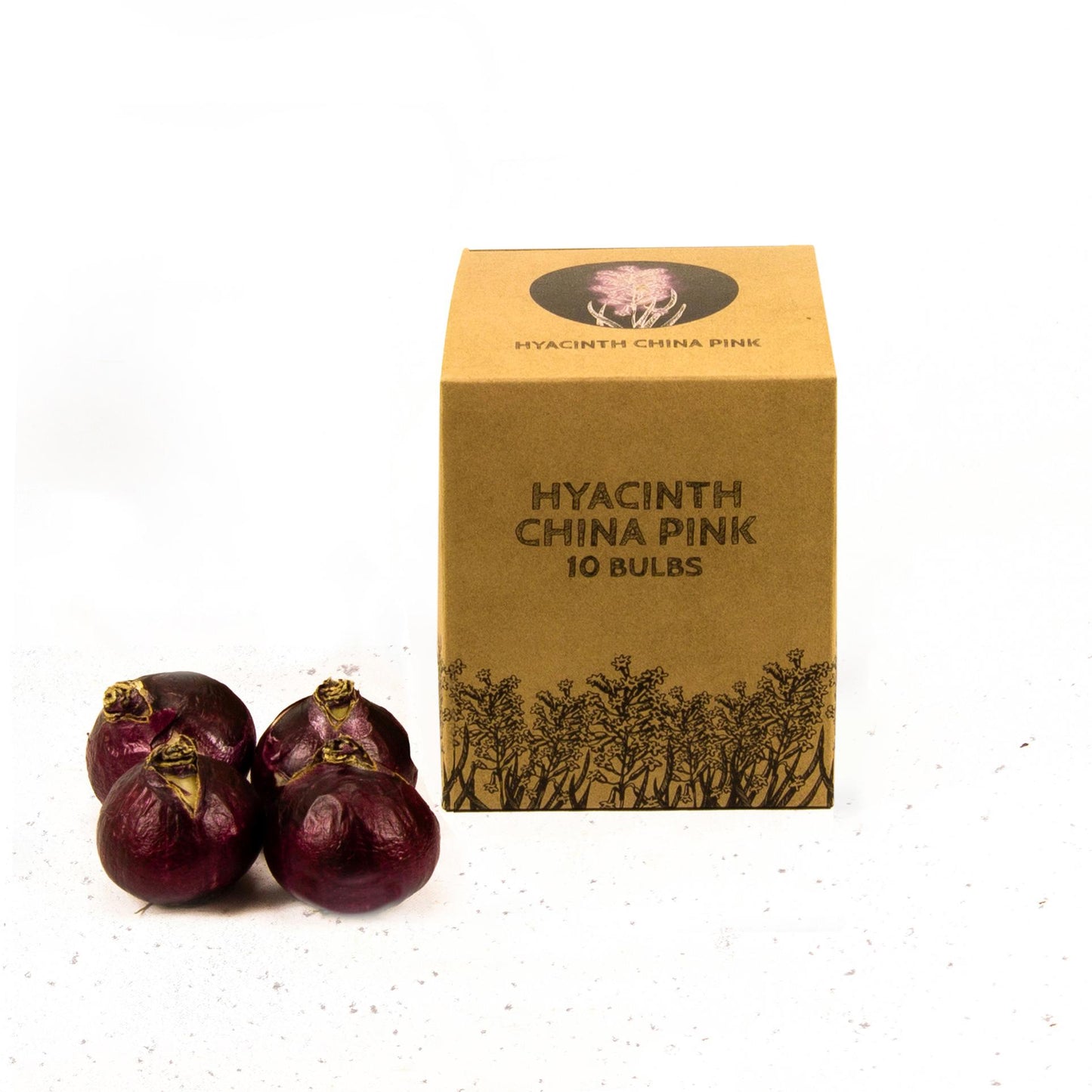 Flowerbulbs Amsterdam - China Pink - 10 Blumenzwiebeln - Gr��e 14/15