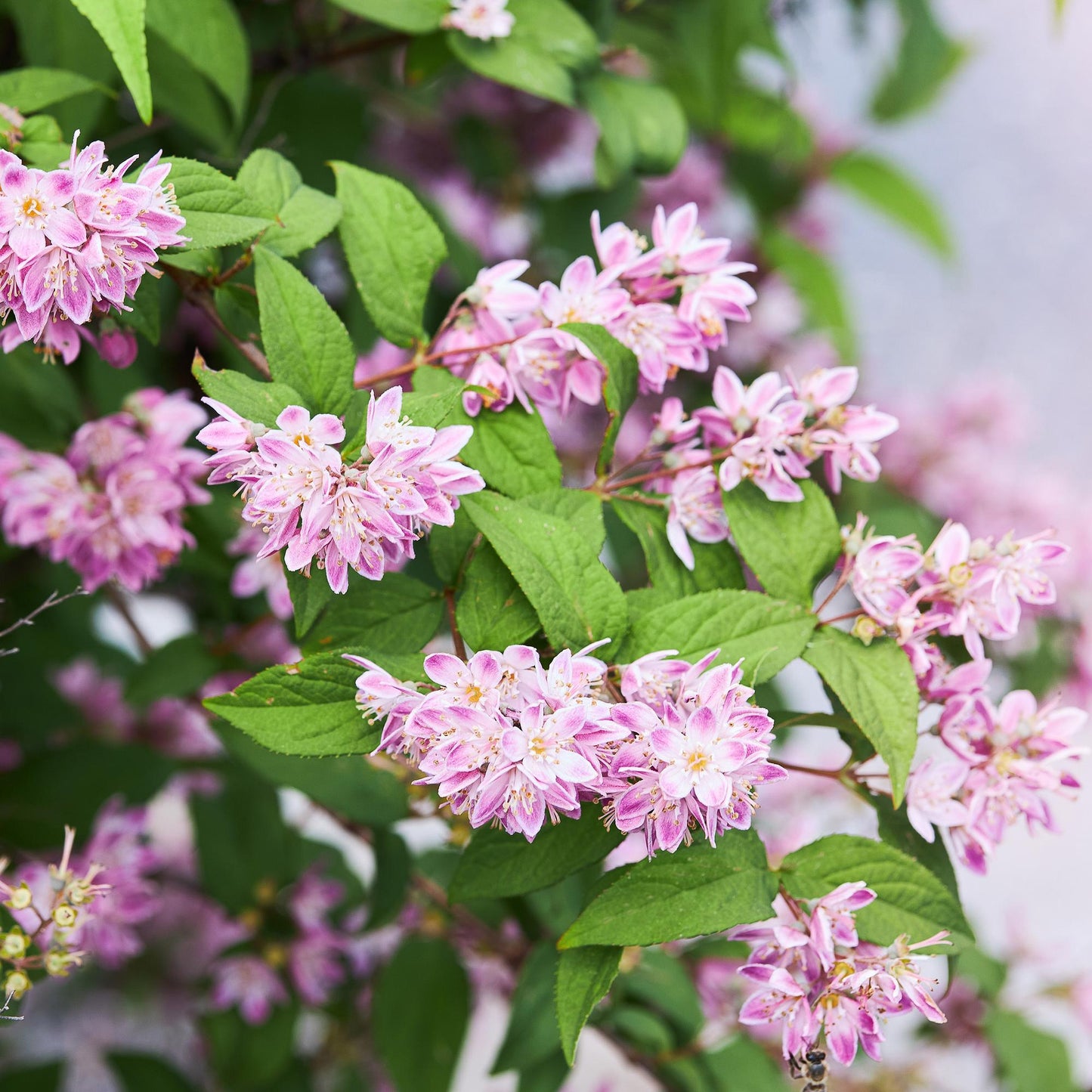 GreenboutiQ - Sträucher - Deutzia hybrida Strawbery Fields - Blüte Rosa - 1 Pflanze - Laubabwerfend - Wenig Pflege - Topf 17cm Höhe 45cm